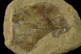 Cretaceous Fossil Leaf (Viburnum) - Kansas #136448-1